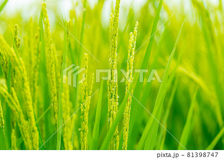 【夏素材】 稲の開花 【長野県】 【夏素材】 稲の開花 【長野県】 81398747