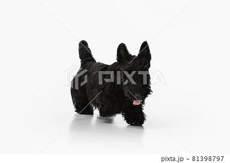 Small funny black dog Scotch terrier isolated over white studio background. Concept of motion, action, active lifestyle, animal life, care, responsibility for pets 81398797