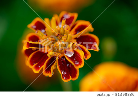 マリーゴールドの雫 マリーゴールドの雫 81398836