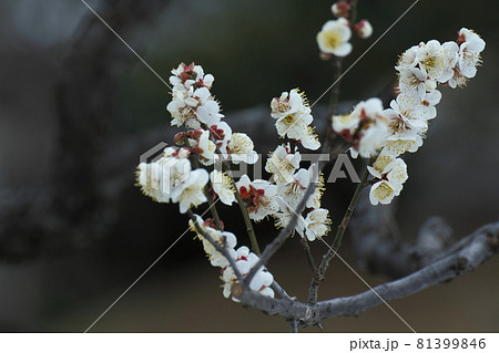 寒さに耐え気品よく咲く 81399846