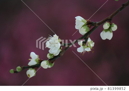 寒さに耐え気品よく咲く 81399852