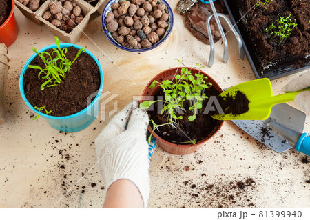 Close up of hands transplanting a plant into a new pot Close up of hands transplanting a plant into a new pot 81399940