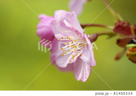 鮮やかなピンク色に咲く 81400334