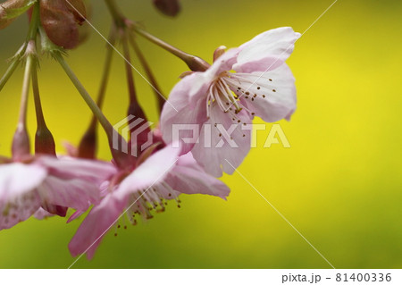 鮮やかなピンク色に咲く 81400336