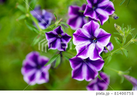 小さなカラフルなお花のマクロの世界 81400758