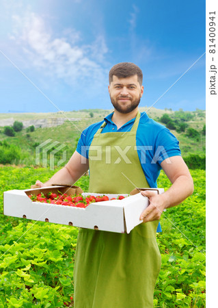 Bearded middle-aged man standing in a strawberry field with a box of fresh strawberries Bearded middle-aged man standing in a strawberry field with a box of fresh strawberries 81400941