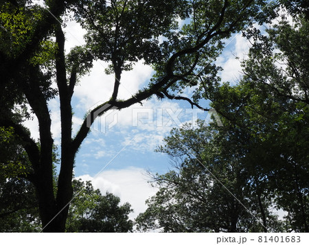 夏の青空と木 夏の青空と木 81401683