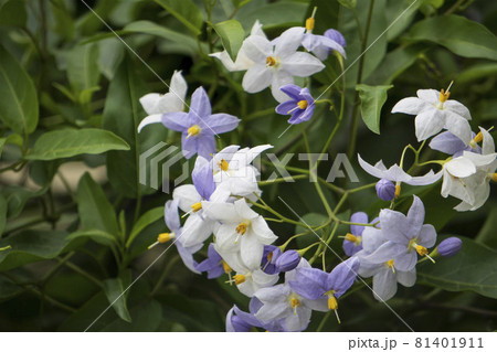 ツルハナナスの花房/ナス科ナス属 ツルハナナスの花房/ナス科ナス属 81401911