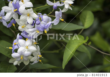 左にツルハナナスの花 ナス科ナス属の写真素材