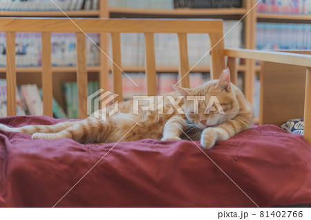 赤いソファに寝そべってくつろぐ可愛いねこ 赤いソファに寝そべってくつろぐ可愛いねこ 81402766