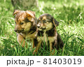 mother dog take care puppies with love 81403019