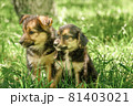 mother dog take care puppies with love 81403021