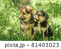 mother dog take care puppies with love 81403023