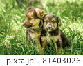 mother dog take care puppies with love 81403026