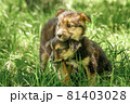 mother dog take care puppies with love 81403028