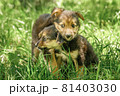 mother dog take care puppies with love 81403030
