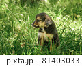 mother dog take care puppies with love 81403033