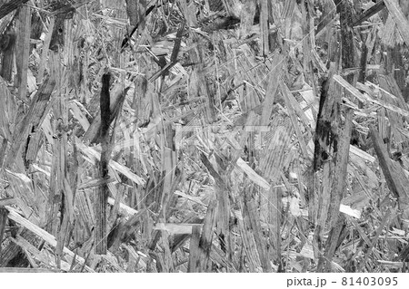 Oriented strand board OSB. Sterling board 81403095