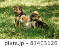 mother dog take care puppies with love 81403126