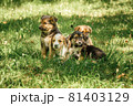 mother dog take care puppies with love 81403129