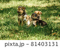 mother dog take care puppies with love 81403131