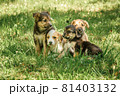 mother dog take care puppies with love 81403132