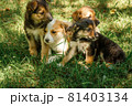 mother dog take care puppies with love 81403134