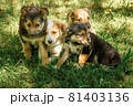 mother dog take care puppies with love 81403136
