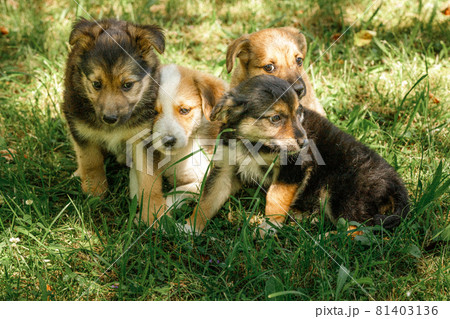 mother dog take care puppies with love 81403136