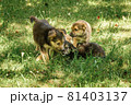 mother dog take care puppies with love 81403137
