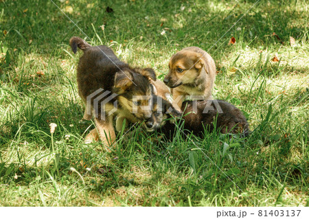 mother dog take care puppies with love 81403137