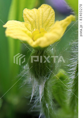 スイカの黄色い花と縦縞の実 スイカの黄色い花と縦縞の実 81403270