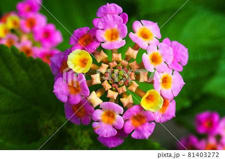カラフルな小さな花が集まったランタナの花の写真素材