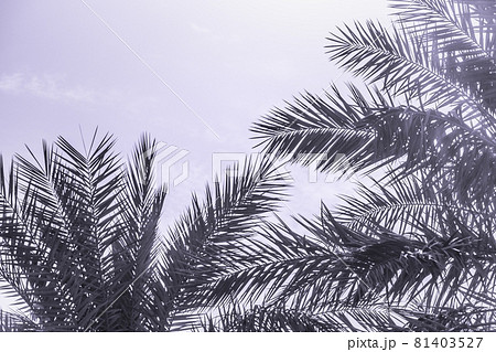 Tropical tourism paradise palms purple summer sky Tropical tourism paradise palms purple summer sky 81403527