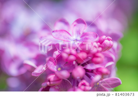 ライラックのマクロの世界 ライラックのマクロの世界 81403673
