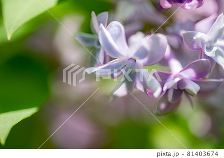 ライラックのマクロの世界 ライラックのマクロの世界 81403674