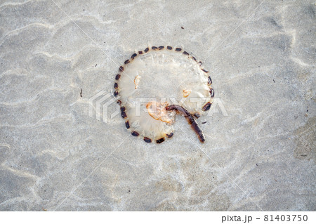 Compass Jellyfish Chrysaora hyoscella, west-coast of Donegal, Ireland. Compass Jellyfish Chrysaora hyoscella, west-coast of Donegal, Ireland. 81403750