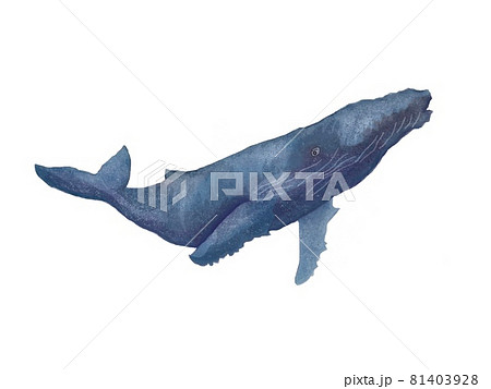 ザトウクジラのイラスト素材 [81403928] - PIXTA
