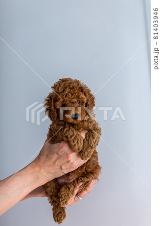 仔犬　トイプードル 81403946