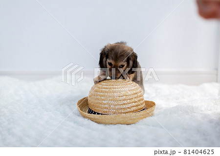 仔犬 カニンヘンダックスフンド 仔犬 カニンヘンダックスフンド 81404625