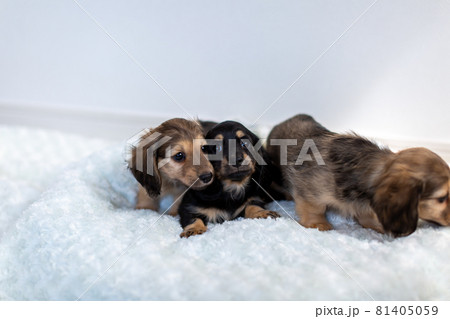 仔犬　カニンヘンダックスフンド 81405059