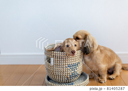 仔犬　カニンヘンダックスフンド　親子 81405287