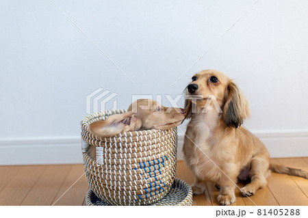 仔犬 カニンヘンダックスフンド 親子 仔犬 カニンヘンダックスフンド 親子 81405288