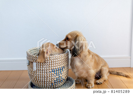 仔犬　カニンヘンダックスフンド　親子 81405289