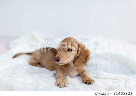 仔犬 カニンヘンダックスフンド 仔犬 カニンヘンダックスフンド 81405323