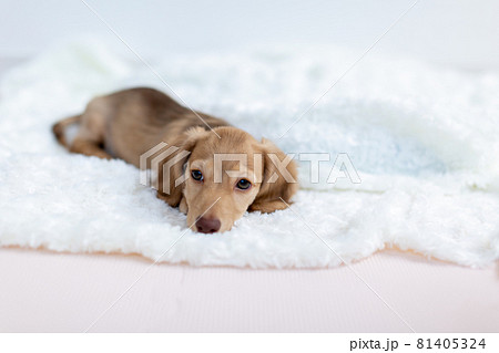 仔犬 カニンヘンダックスフンド 仔犬 カニンヘンダックスフンド 81405324