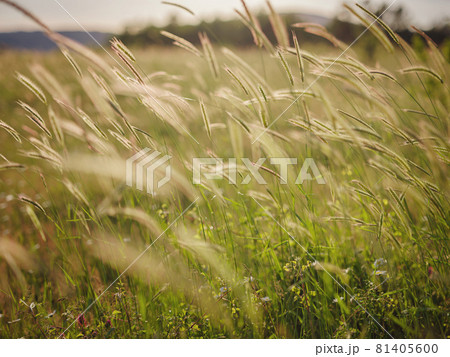 Background of ripening ears of meadow wheat field. Background of ripening ears of meadow wheat field. 81405600