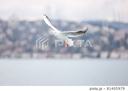 A flying seagull with open wings 81405979