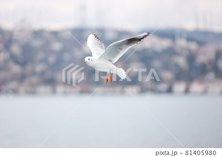 A flying seagull with open wings 81405980