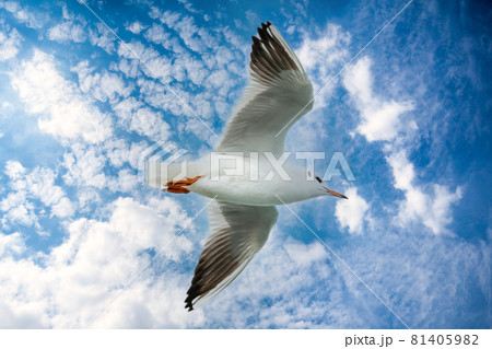 A flying seagull with open wings 81405982